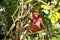 The senior Asian woman pose is sitting on a sweet longong branch from the garden tree with happiness.