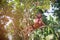 The senior Asian woman pose is sitting on a sweet longong branch from the garden tree with happiness.