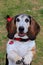 Senior Basset Hound