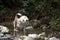 Senior beagle and buzzard mix dog bathing in the river shaking off the water. water, rocks and vegetation environment