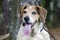 Senior Beagle Dog panting tongue