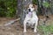 Senior Beagle Dog panting tongue