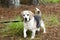 Senior Beagle Dog pet adoption photograph