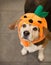 Senior beagle dog wearing Halloween pumpkin costume looking up