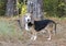 Senior Beagle rabbit hunting dog