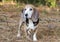 Senior Beagle rabbit hunting dog