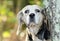 Senior Beagle Rabbit hunting hound dog