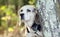 Senior Beagle Rabbit hunting hound dog