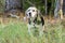 Senior Beagle Rabbit hunting hound dog