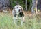 Senior Beagle Rabbit hunting hound dog