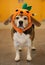 Senior beagle wearing a halloween pumpkin costume on his head