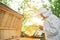 Senior beekeeper working at his apiary