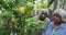 Senior black couple picking lemons from tree