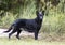 Senior Black German Shepherd Dog