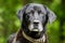 Senior Black Labrador mixed breed dog