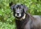 Senior Black Labrador mixed breed dog