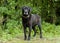 Senior Black Labrador mixed breed dog