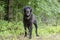 Senior Black Labrador mixed breed dog