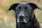 Senior Black Labrador Retriever Dog