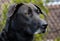 Senior Black Labrador Retriever Dog