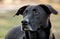 Senior Black Labrador Retriever Dog