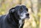 Senior Black Labrador Retriever dog with gray muzzle