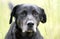 Senior Black Labrador Retriever Dog with gray muzzle and slight cataracts