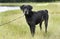 Senior Black Labrador Retriever Dog on leash by lake