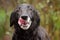 Senior Black Labrador Retriever with Gray Muzzle