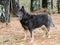 Senior black and tan German Shepherd Dog outside