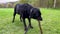 Senior blind black labrador dog plays outdoors in spring park. Caring for elderly animals. Pets play outdoors.