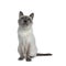 Senior blue point Thai cat, Isolated on white background.