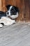 Senior border collie with leather collar laying on wood deck resting against wood wall