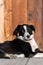 Senior border collie with leather collar laying on wood deck resting against wood wall