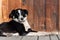 Senior border collie with leather collar laying on wood deck resting against wood wall
