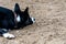 Senior border collie with leather collar resting in dirt horse pasture