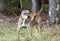 Senior brindle Pit Bull dog outdoors on leash