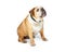 Senior Bulldog Breed Dog Sitting to Side