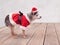 Senior Chihuahua Dog wears santa suit on wood platform