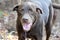 Senior Chocolate Labrador dog with chronic ear infections