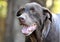 Senior Chocolate Labrador dog panting happy