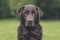 Senior Chocolate Labrador in Garden