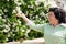 Senior citizen brunette woman checks a flowering shrub in her garden