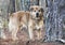 Senior Collie Retriever mixed breed dog adoption photo