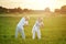 Senior couple exercising  in summer field