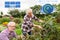 Senior couple harvesting currant at summer garden