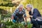 Senior couple picking vegetables