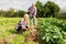 Senior couple planting potatoes at garden or farm