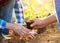 Senior couple planting seedlings