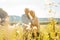 Senior couple on a sunlit meadow embracing each other